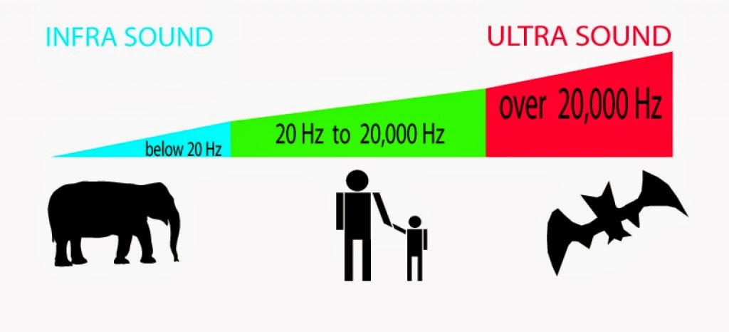 Ультразвук и инфразвук картинки