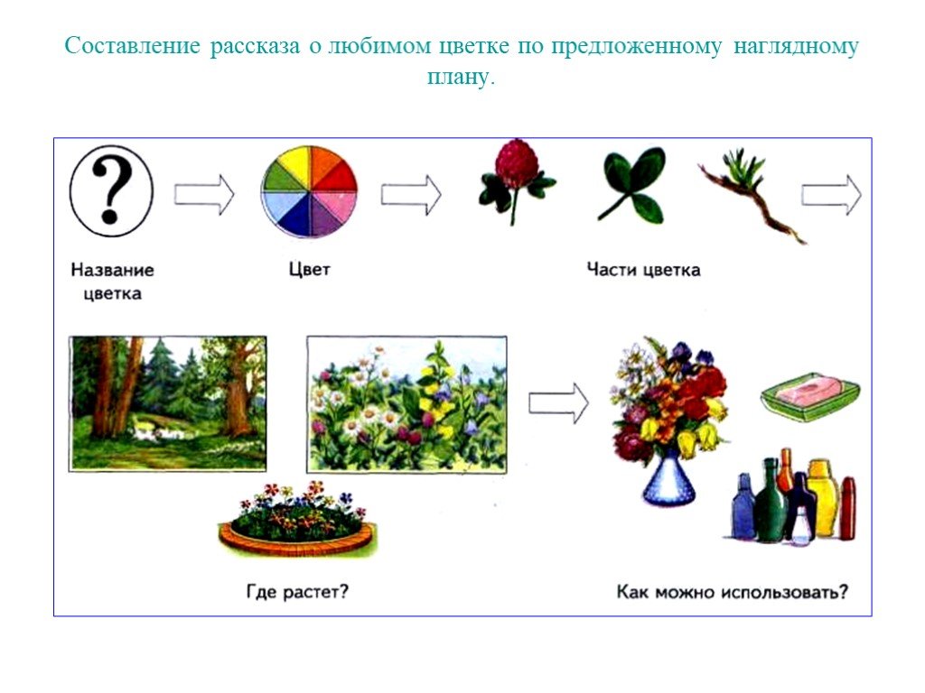 Комнатные растения схема рассказа