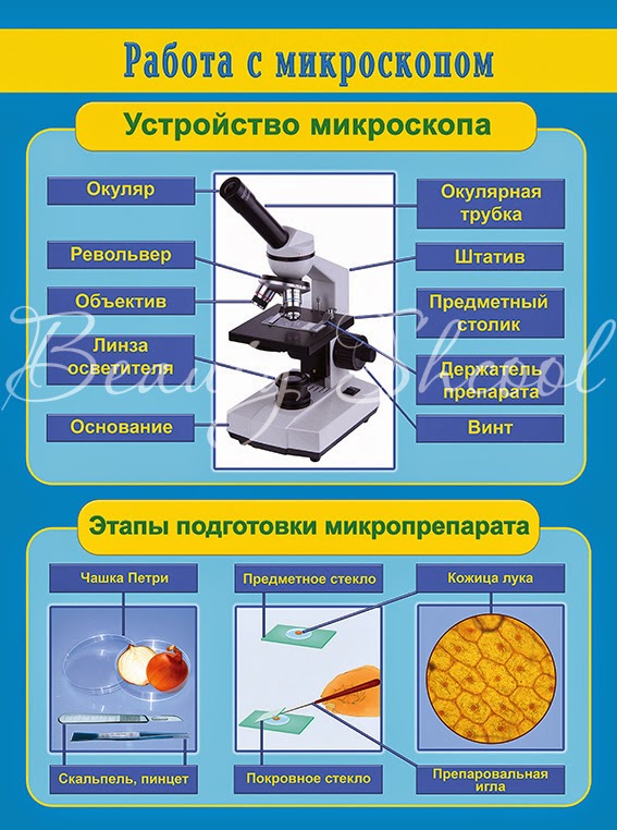 Работа с микроскопом. Устройство и правила работы с микроскопом. Стенд по микробиологии для кабинета. Устройство микроскопа и правила работы с ним. Стенды по химии и биологии.