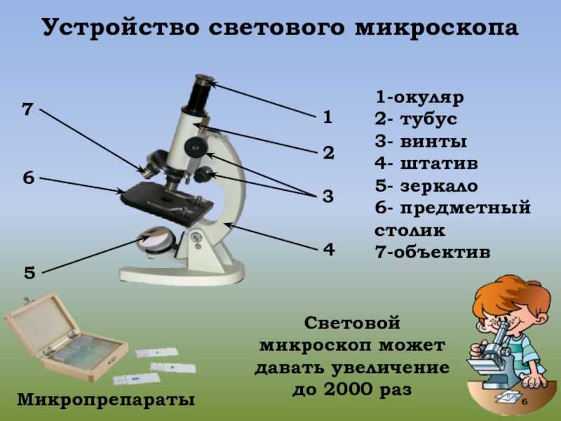 Что увеличивает изображение в микроскопе