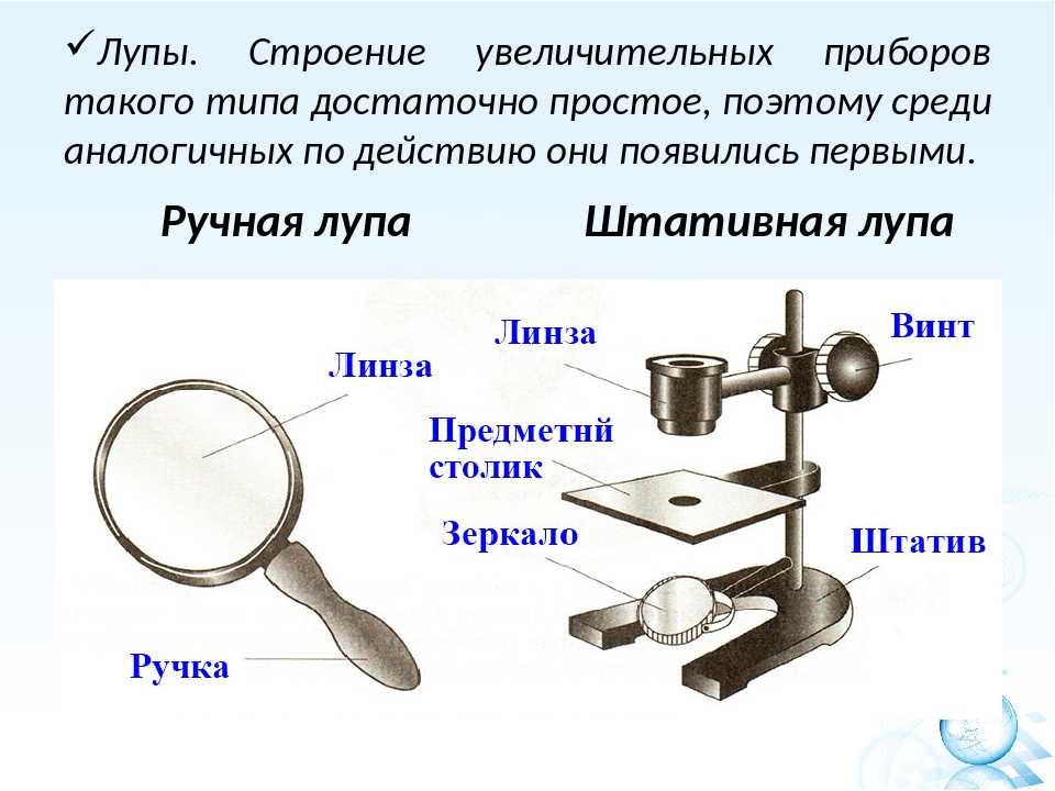 На стеклянную пластинку или блюдце. Строение микроскопа и штативной лупы. Биология 5 класс увеличительные приборы строение микроскопа. Увеличительные приборы 5 класс биология лупа. Штативная лупа штативная строение.