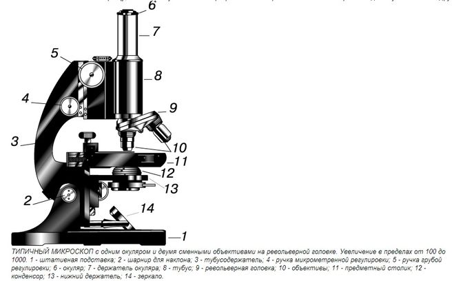 Строение микроскопа 9 класс