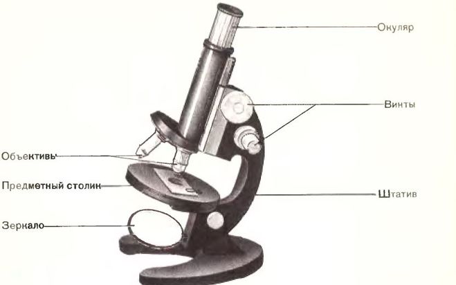 Части микроскопа биология 5 класс рисунок