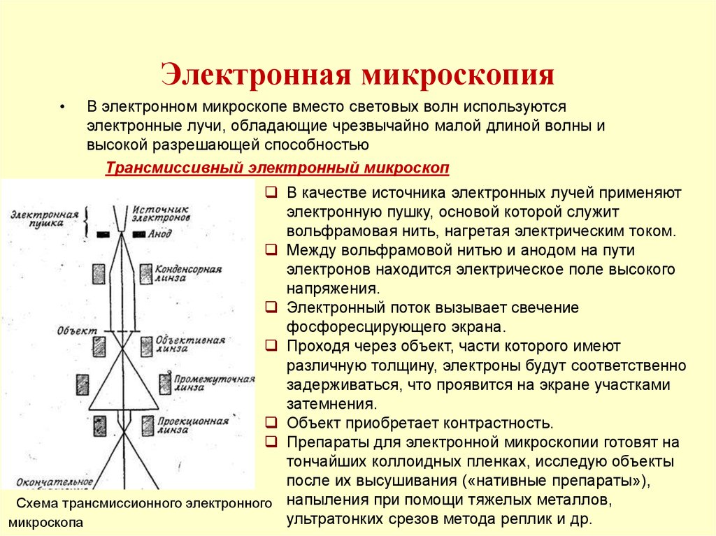 30 в электронной микроскопии для увеличения изображения используют