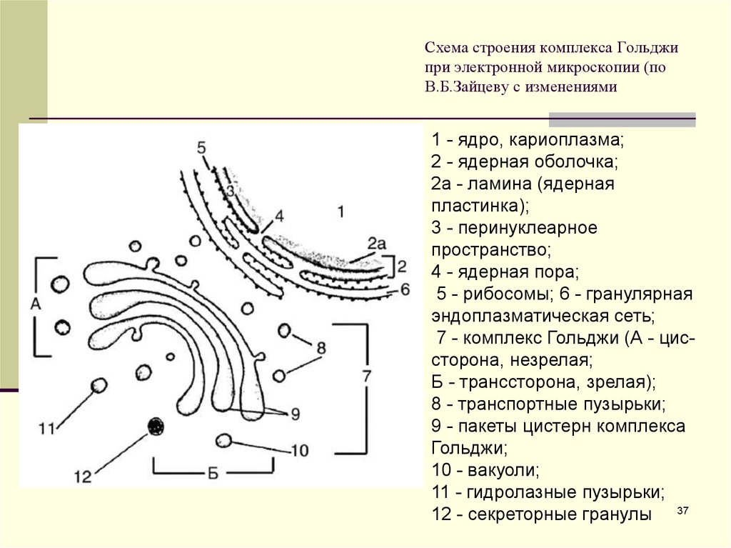 Схема строения k