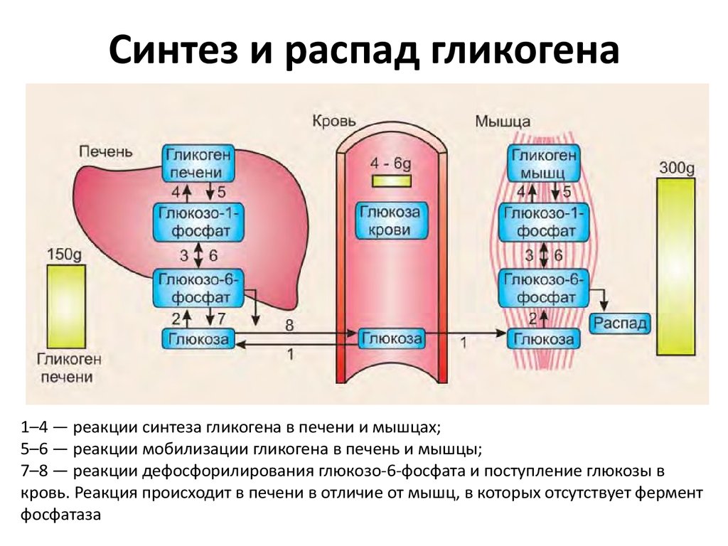 Углеводов в печени и мышцах. Схема распада гликогена в печени и мышцах. Регуляция биосинтеза и распада гликогена в печени и мышцах. Реакция синтеза и распада гликогена в печени. Схема распада гликогена в скелетных мышцах.