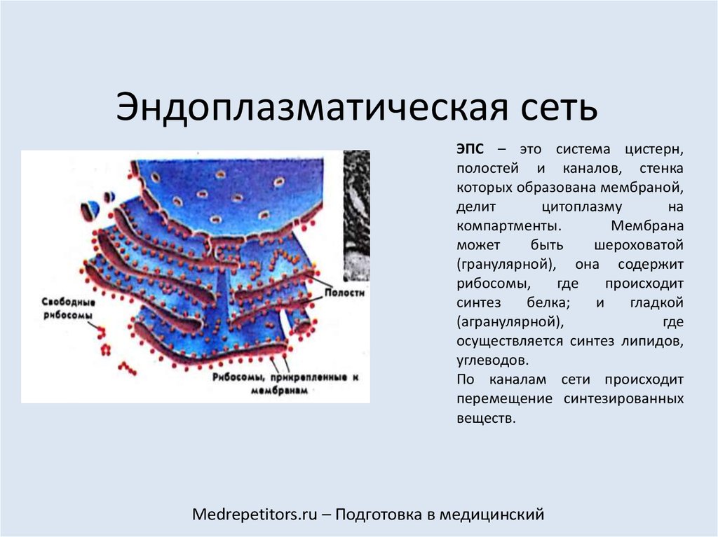 Эндоплазматическая сеть в клетке рисунок