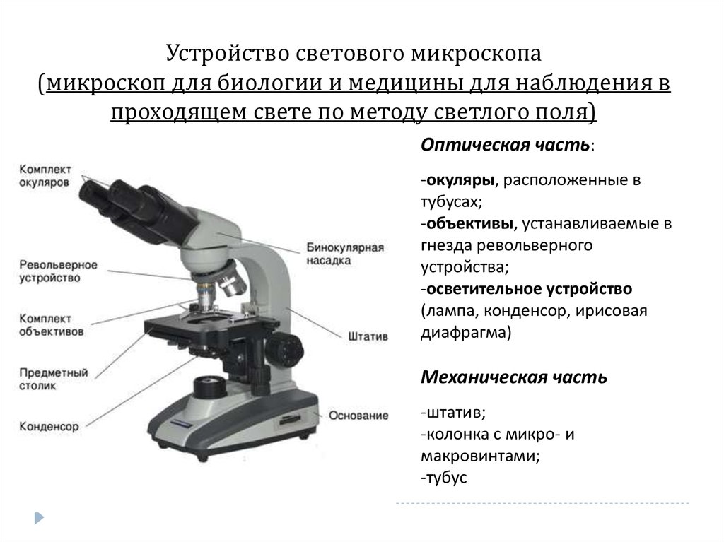 Что увеличивает изображение в микроскопе