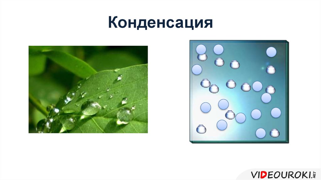 Конденсация это в физике. Конденсация. Конденсация картинки. Конденсация рисунок. Конденсация у животных и растений.