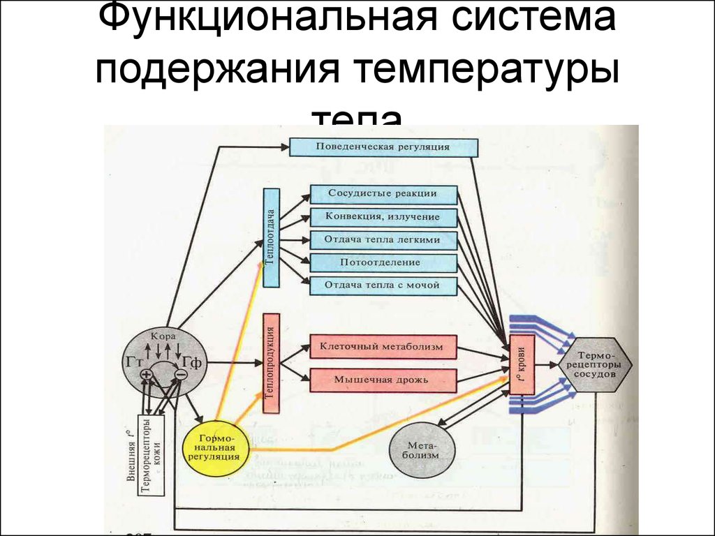 Функциональная система гомеостаза. Механизмы поддержания постоянства температуры тела физиология. Функциональная система поддержания температуры тела физиология. Функциональная система терморегуляции человека. Схема функциональной системы терморегуляции.