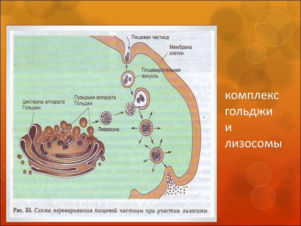 Образование лизосом рисунок