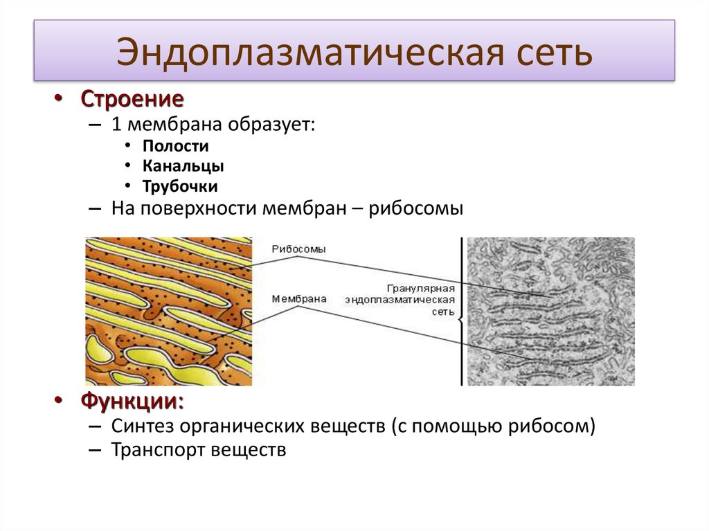 Эндоплазматическая сеть строение и функции. Эндоплазматическая сеть рибосомы комплекс Гольджи лизосомы таблица. Гранулярная эндоплазматическая сеть строение и функции таблица. Органоиды эндоплазматическая сеть строение и функции. Название строение функции эндоплазматическая сеть.