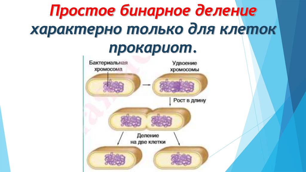 Прямым бинарным делением клетки. Бинарное деление прокариотической клетки. Деление клеток прокариот схема. Бинарное размножение клетки. Деление прокариот (бинарное деление).