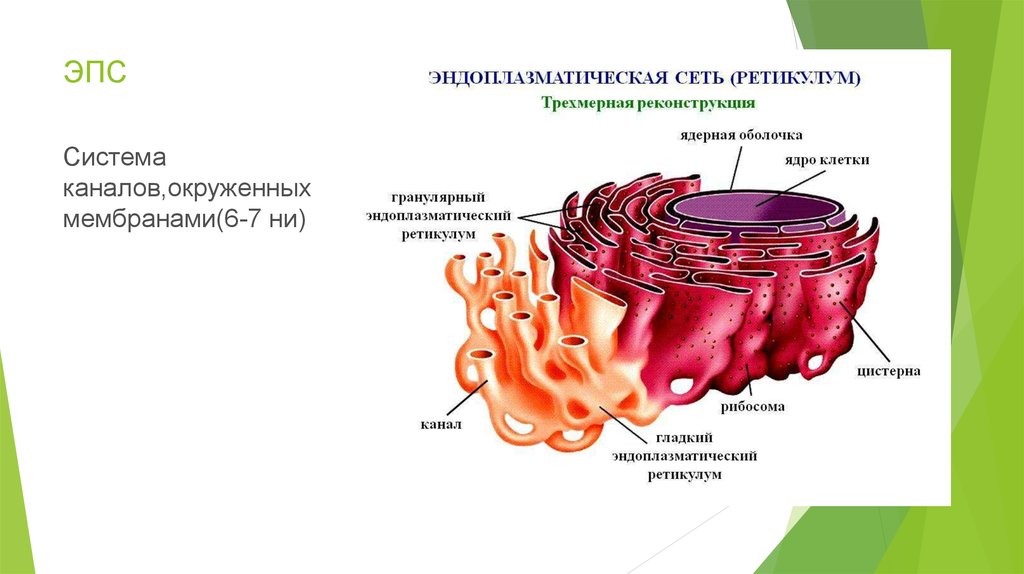 Эпс схема строения