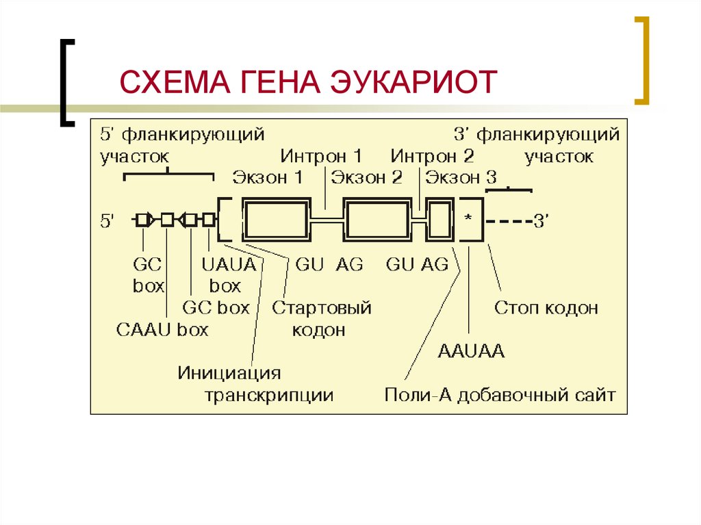 Геном особенности генома эукариот