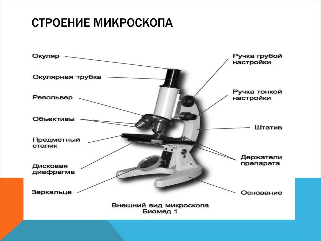 Изображение с микроскопа