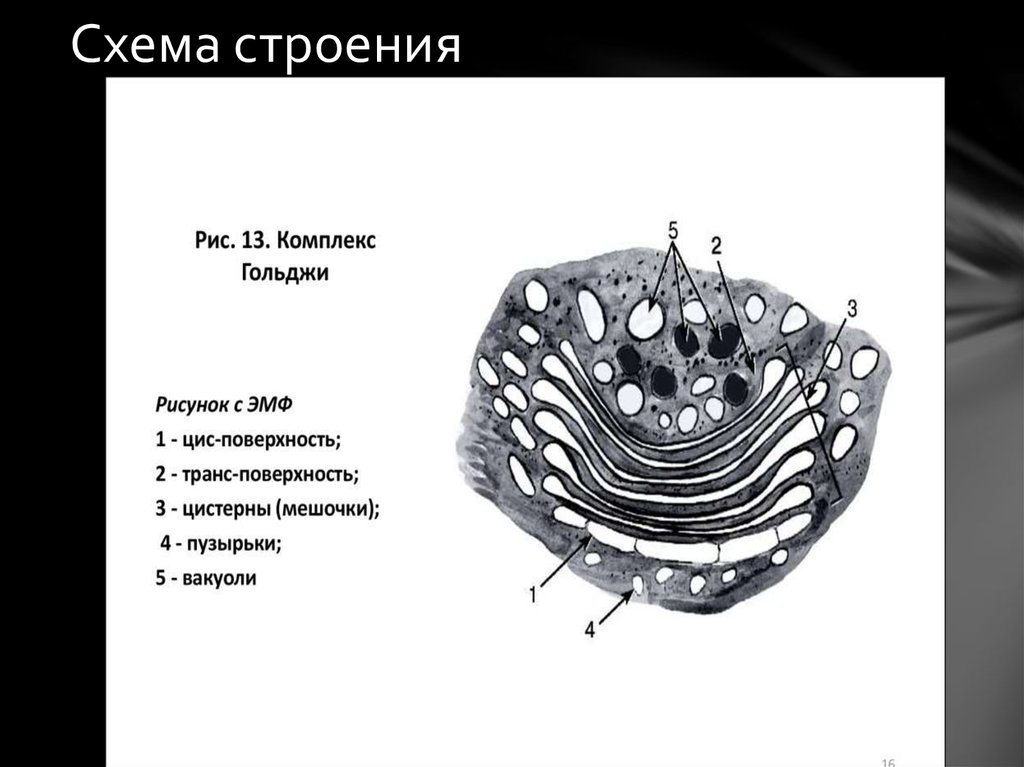 Эпс в клетке рисунок