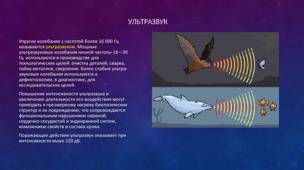 Ультразвук и инфразвук картинки