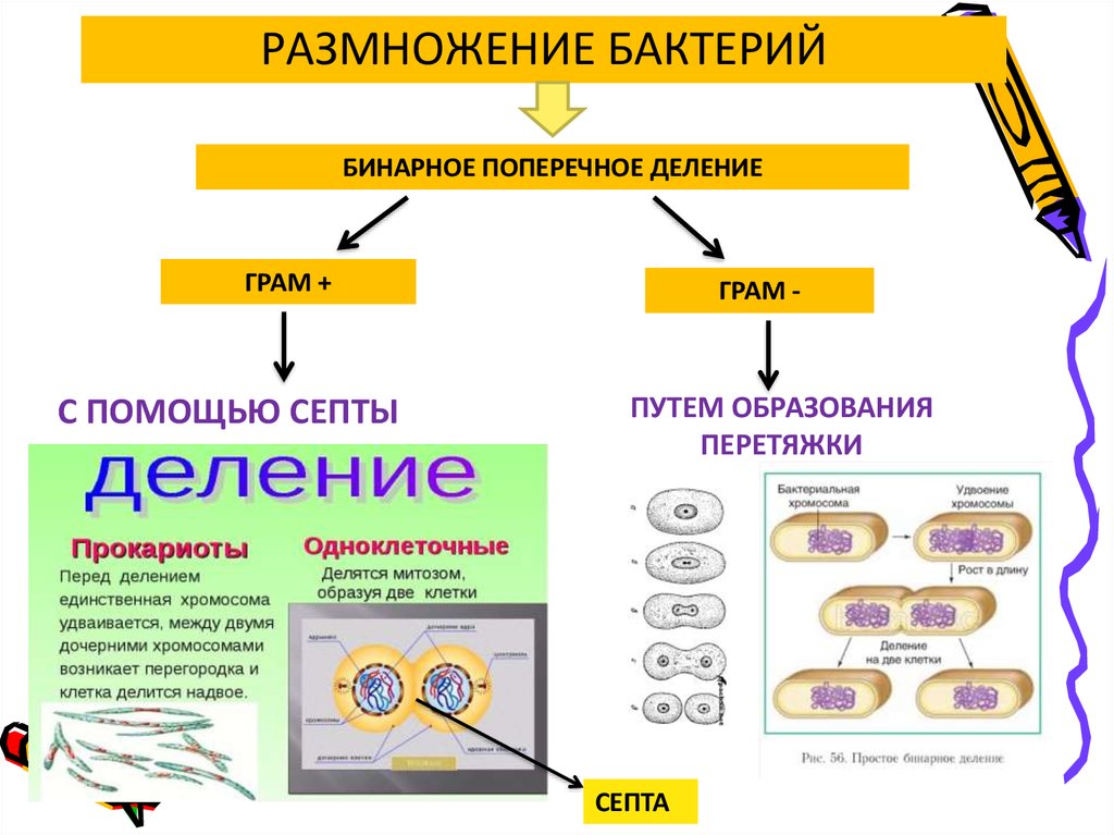 Схема бинарного деления