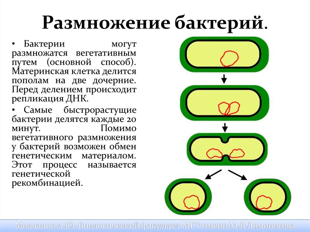 Схема бинарного деления