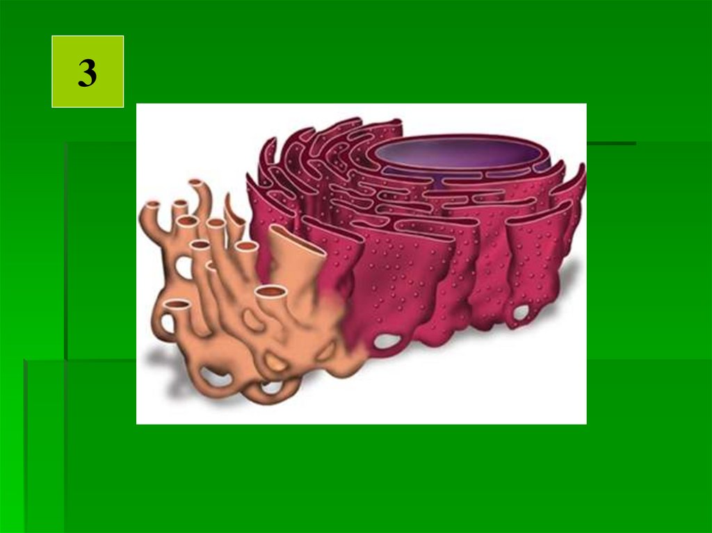 Найди какими цифрами на рисунке обозначены следующие клеточные органоиды эндоплазматическая сеть