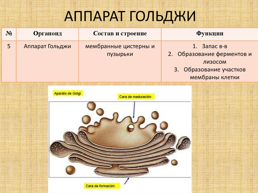 Органоид изображенный на рисунке