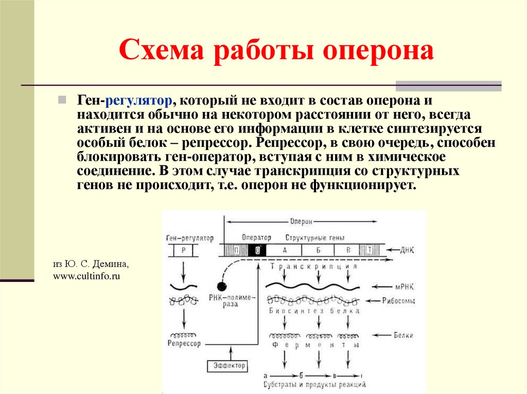Оператор транскрипция. Строение Гена оперон. Структура Гена оперон. Регуляция транскрипции у прокариот и лактозный оперон. Описать строение оперона..