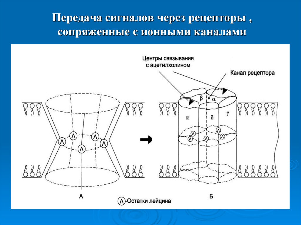 Передача сигналов. Рецепторы, непосредственно сопряженные с ионными каналами:. Рецепторы сопряжённые с ионными каналами. Передача сигнала через рецепторы. Взаимодействие с рецепторами ионными каналами.