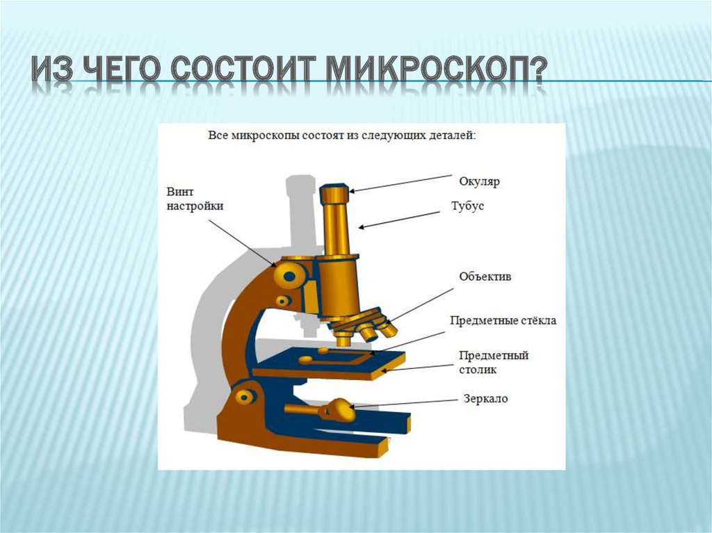 Картинка строение микроскопа