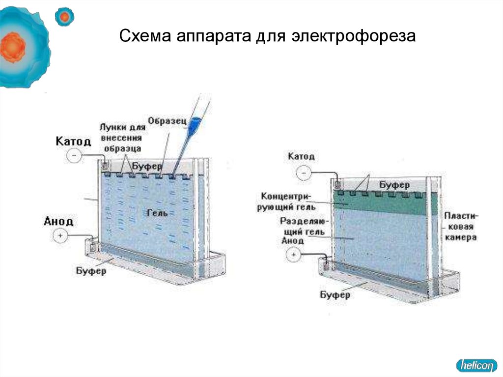 Электрофорез белков. Прибор для электрофореза в полиакриламидном геле схема. Метод электрофореза в полиакриламидном геле. Схема прибора для электрофореза в ПААГ. Электрофорез в полиакриламидном геле схема белка.