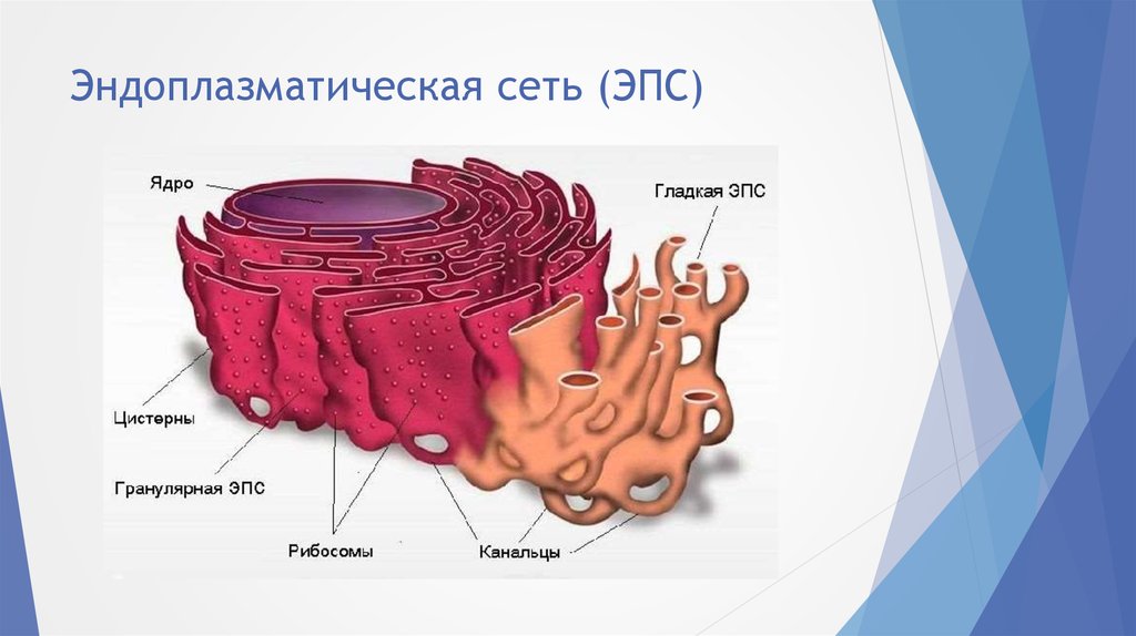 Эпс схема строения