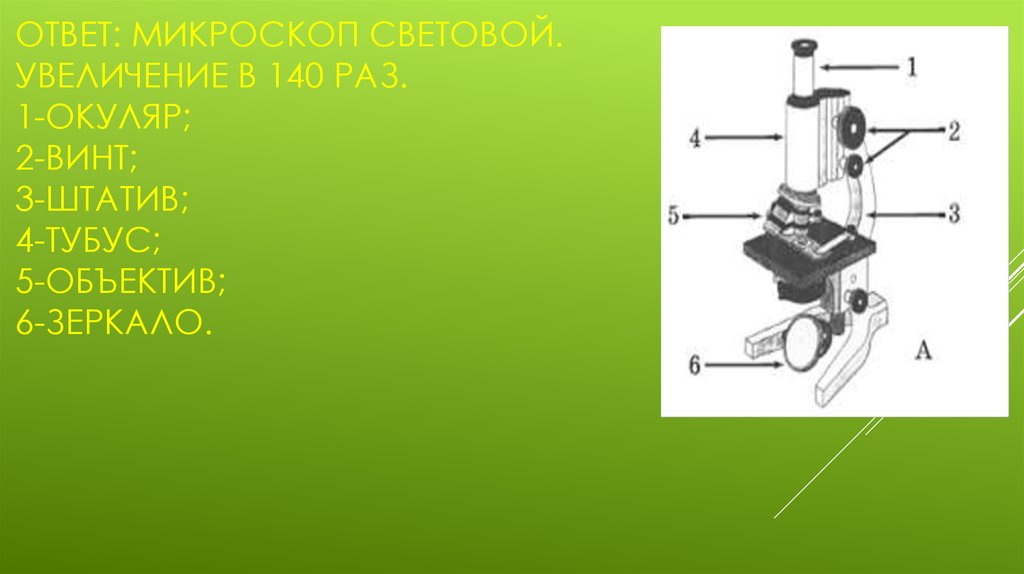 Увеличение изображения обеспечиваемое световым микроскопом соответствует увеличение