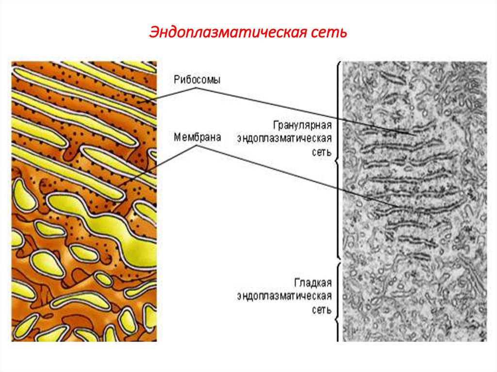 Эпс схематический рисунок