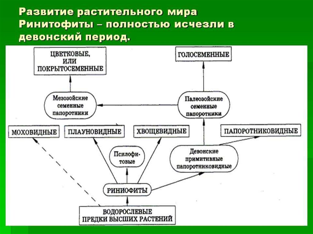 Схема развития это