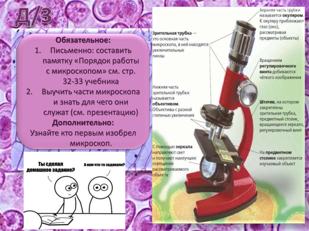 Как называется зрительная трубка микроскопа. Строение микроскопа презентация. Зрительная трубка микроскопа. Регулировочный винт микроскопа. Зрительная труба микроскопа называется.