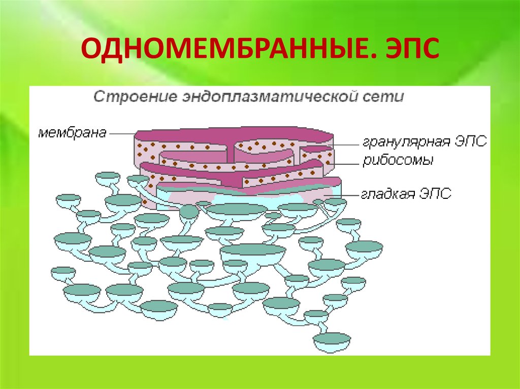 Схема строения эндоплазматической сети