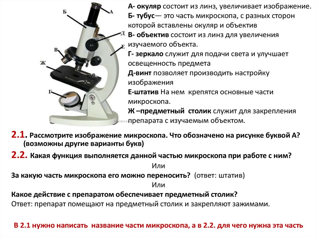 Окуляр увеличивает изображение