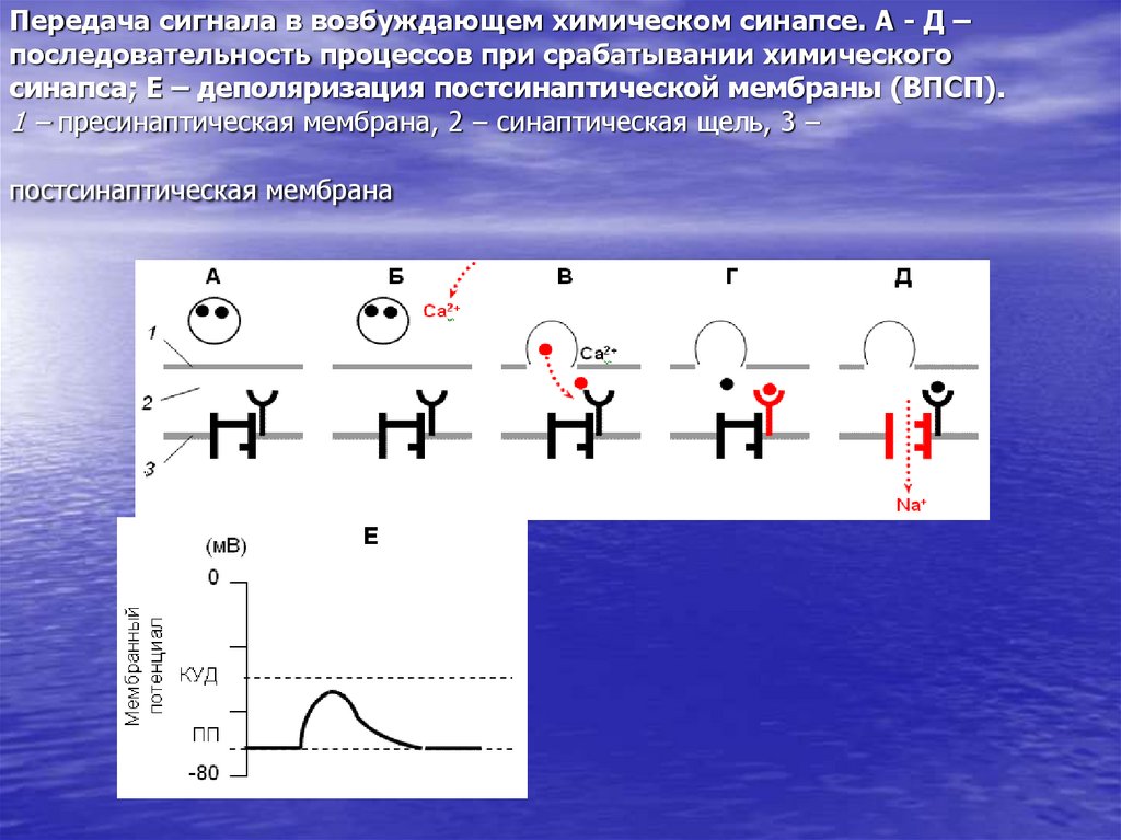 Передача сигналов. Передача сигнала в возбуждающем химическом синапсе. Передача сигнала в синапсе последовательность. Механизм передачи сигнала в химическом синапсе. Прямая и непрямая передача сигнала в химическом синапсе.