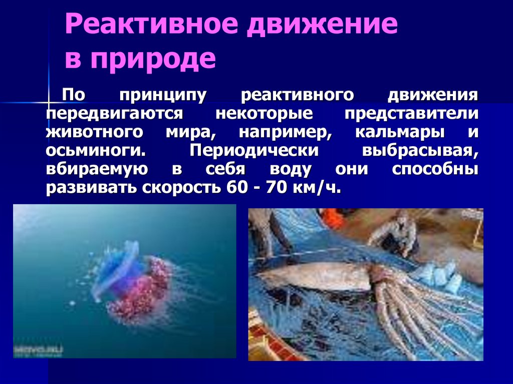 Суть реактивного движения. Реактивное движение морских животных медузы кальмара осьминога. Реактивное движение. Реактивное движение в природе. Кальмар реактивное движение.