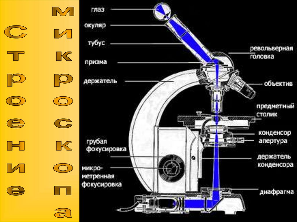 Схема лучей в микроскопе