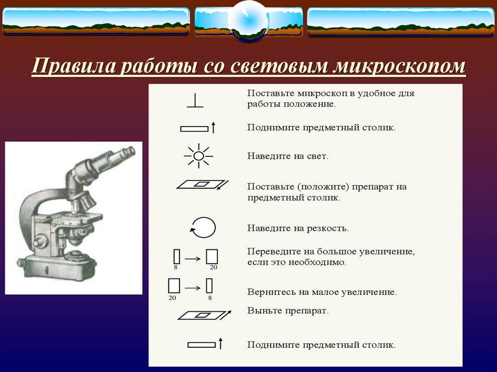 Установите последовательность действий при работе с микроскопом