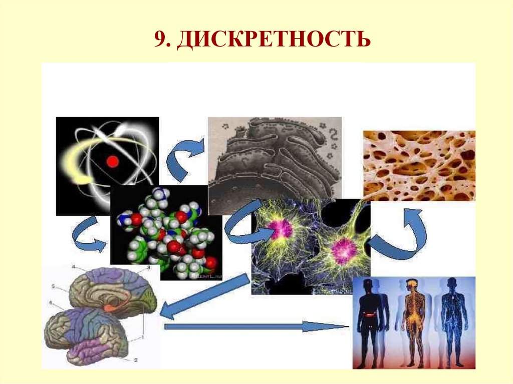 Дискретность в биологии фото