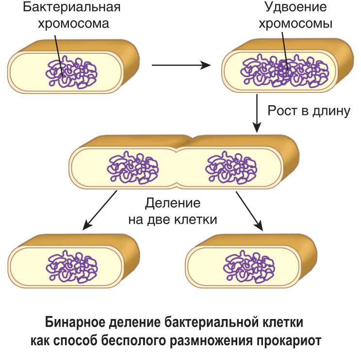 Деление бактерий картинки