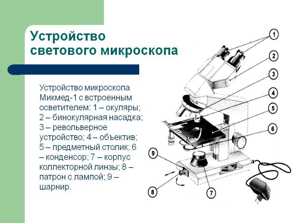 Строение микроскопа 5 класс биология рисунок с подписями