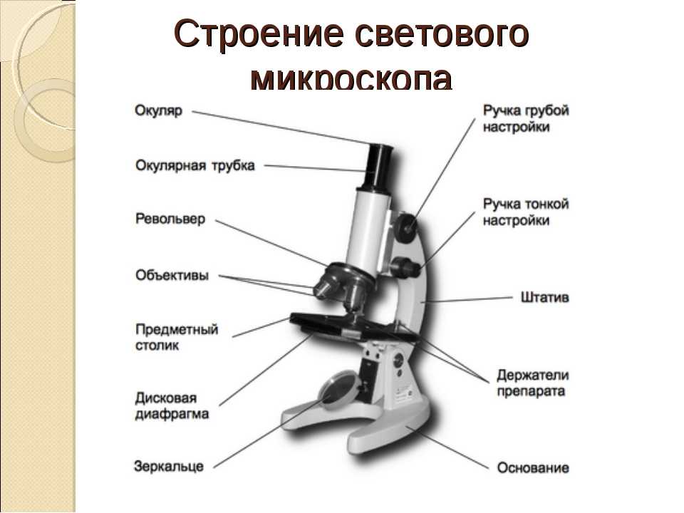 Из чего состоит микроскоп 5 класс биология схема