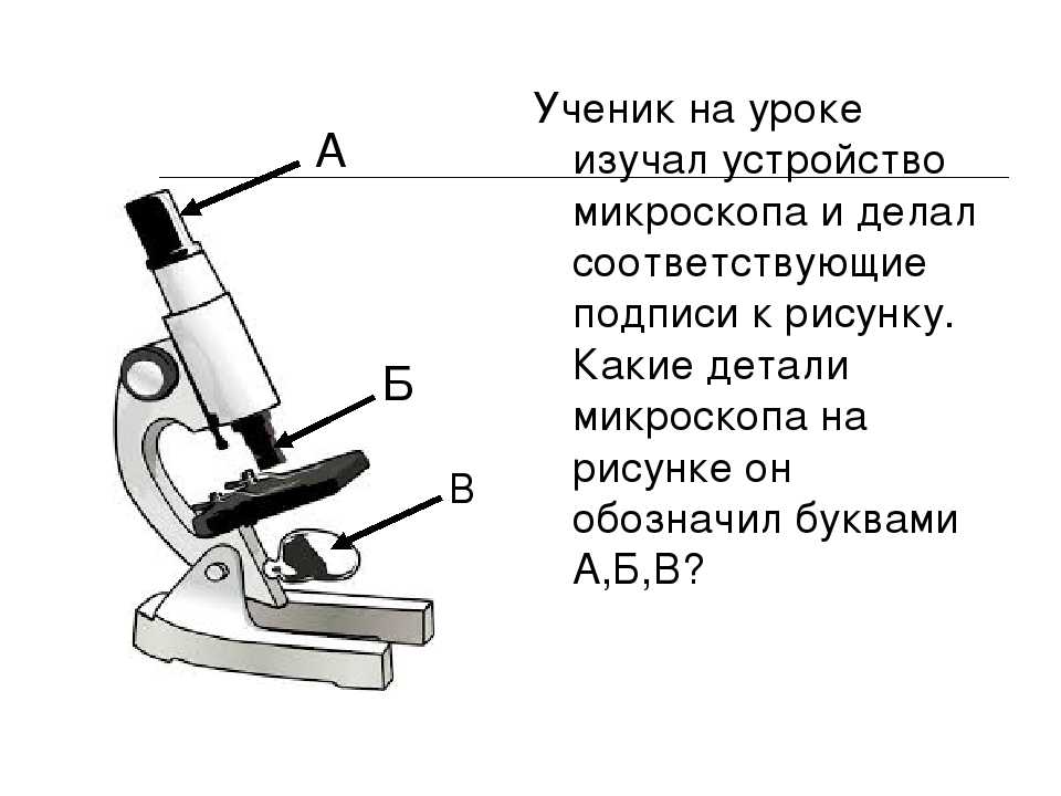 Биология строение микроскопа 5 класс рисунок