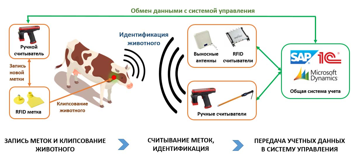 Индивидуальная карта коровы