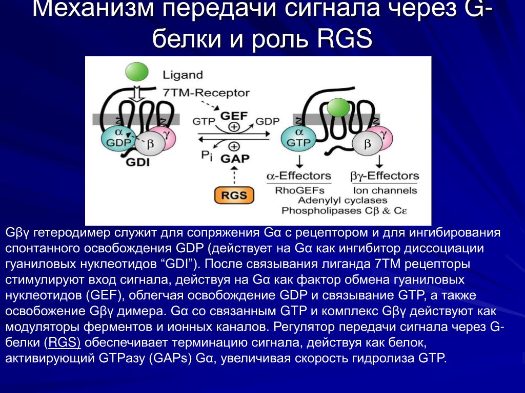 Обеспечивает передачу. Передача сигнала g белок. Роль g белков. Роль g белков в передаче сигнала. Механизм передачи g белков.