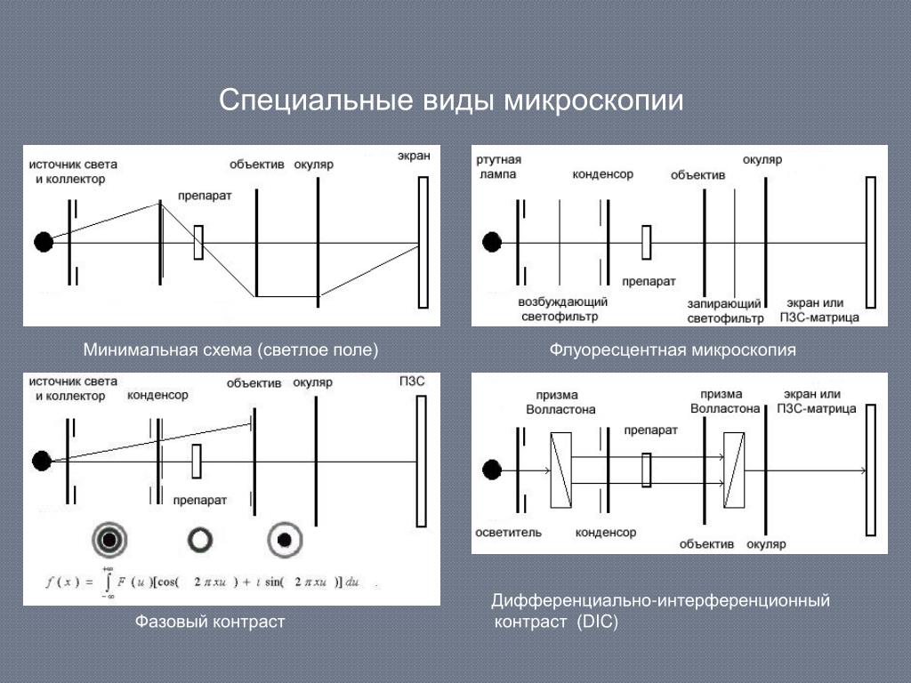 Виды микроскопии. Схема виды микроскопии. Специальные виды микроскопии. Схема дифференциально интерференционного контраста. Специальные типы микроскопирования.