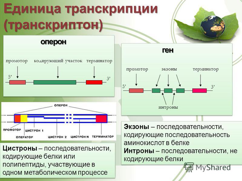 Оператор транскрипция. Структурный ген транскриптона. Функциональные гены транскриптона. Структура транскриптона у эукариот. Промотор Гена эукариот.